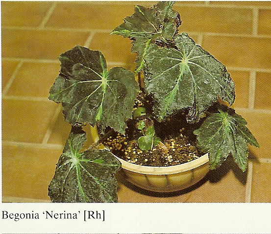 B. ‘Nerina’